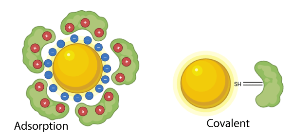 An image showing the difference between adsorption and covalent bridge binding to gold nanoparticles